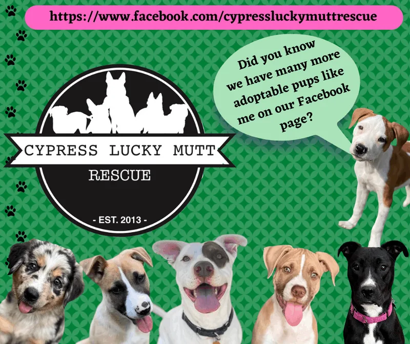 Cypress Lucky Mutt Texas