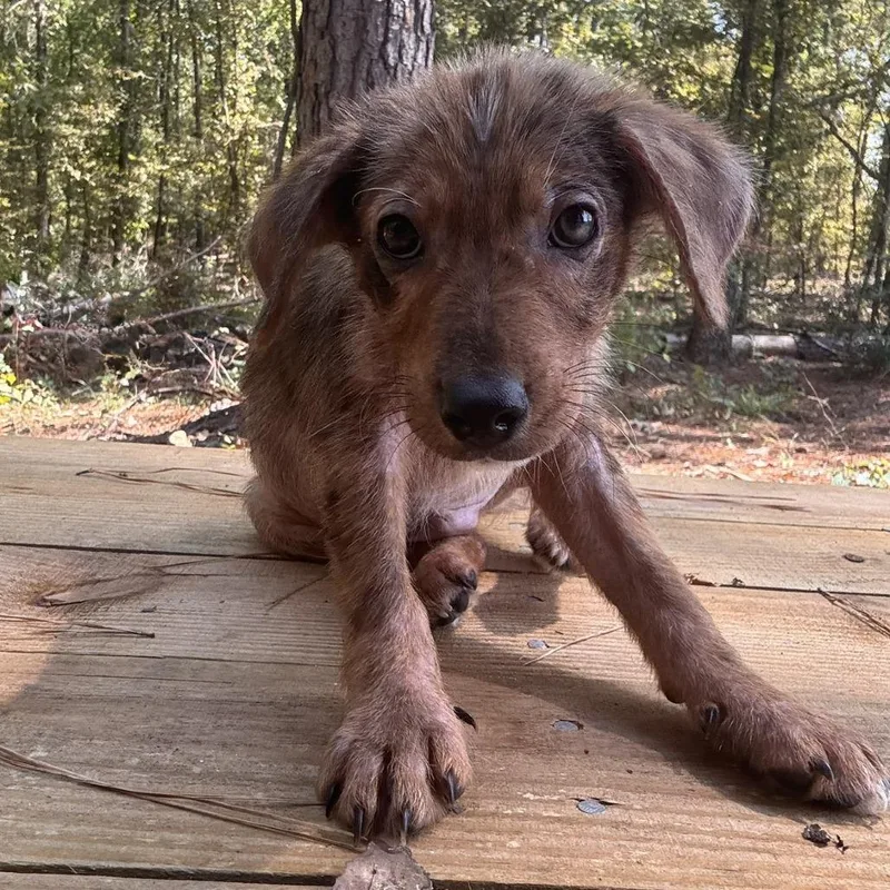 A baby small-sized female Australian Cattle Dog / Blue Heeler dog named Gold for adoption in Lake Jackson, TX