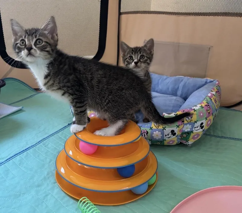 Jalopeno & Habanero thumbnail 3