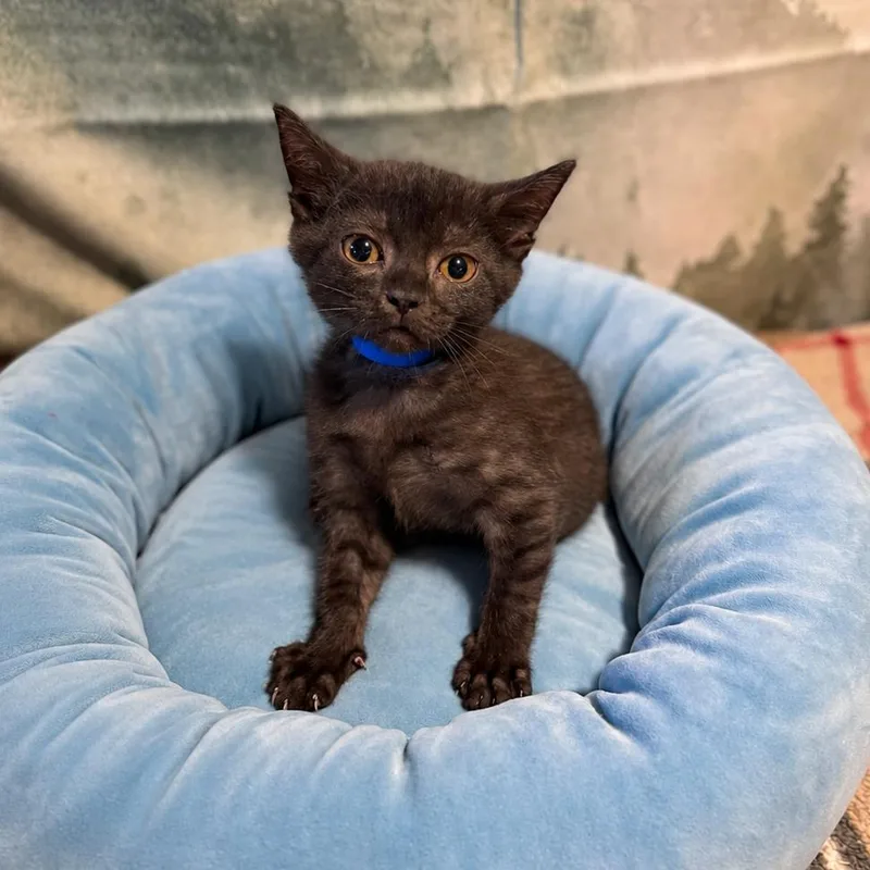 A baby small-sized male Black Domestic Short Hair cat named Amarillo for adoption in Buffalo, MN