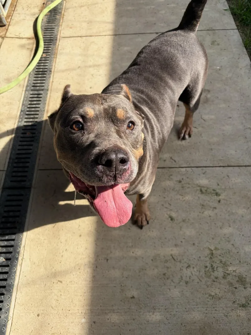 An adult medium-sized male Gray / Blue / Silver Pit Bull Terrier dog named Butter for adoption in Tiffin, OH