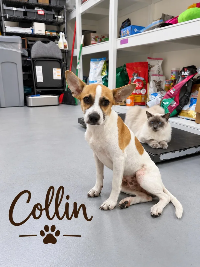 A baby small-sized male White / Cream Fox Terrier dog named Collin for adoption in Liverpool, TX