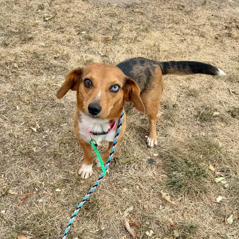 A young small-sized female Tricolor (Brown, Black, & White) Dachshund dog named Cotton for adoption in Boulder, CO