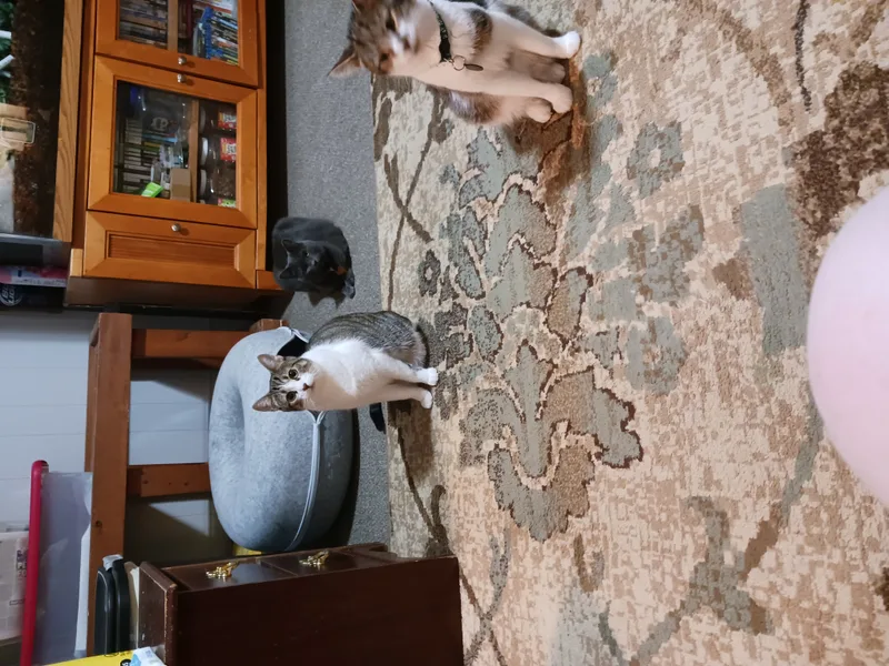 Peyton & Brooke thumbnail 6