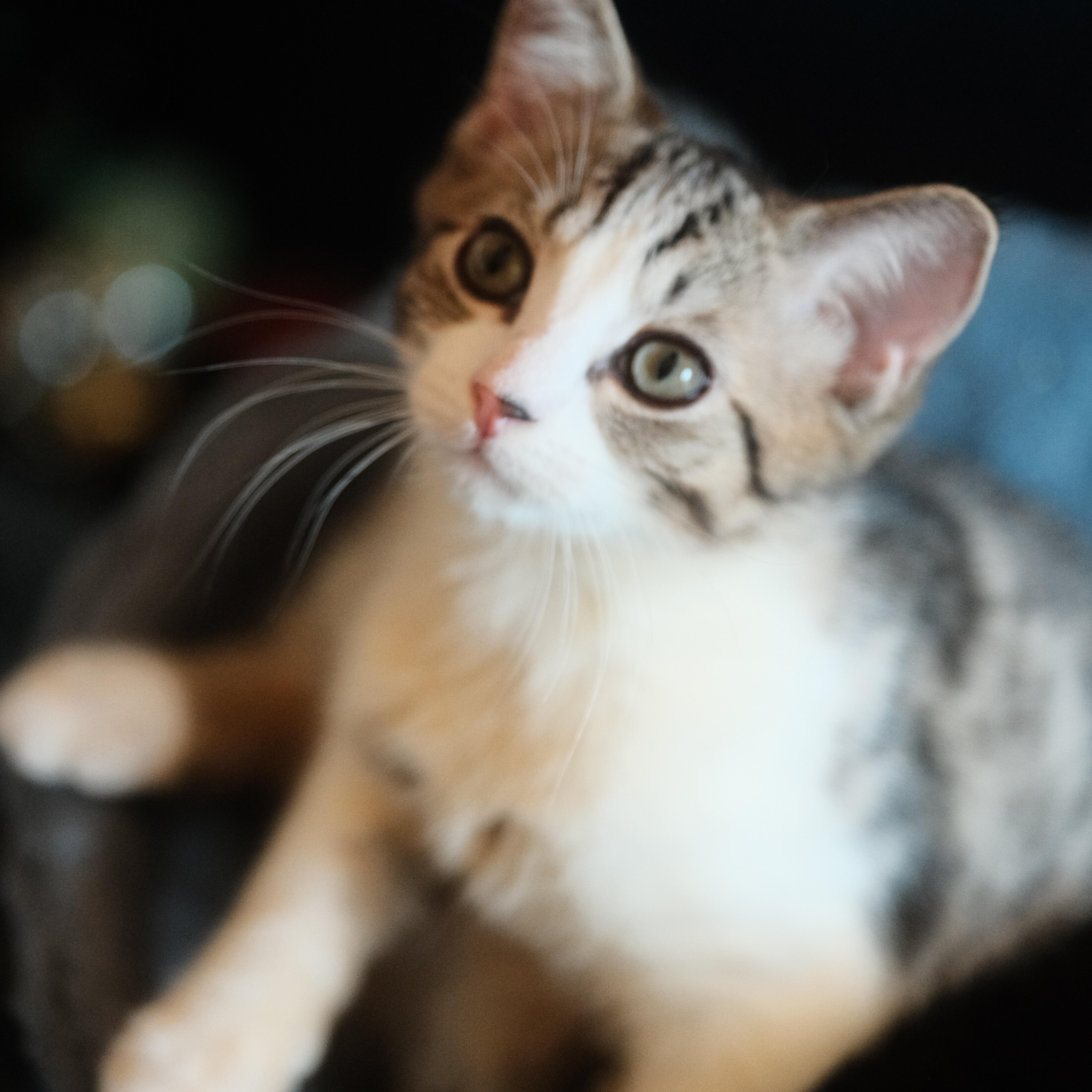 A baby medium-sized male White Domestic Short Hair cat named Sam & Dean for adoption in Puyallup, WA