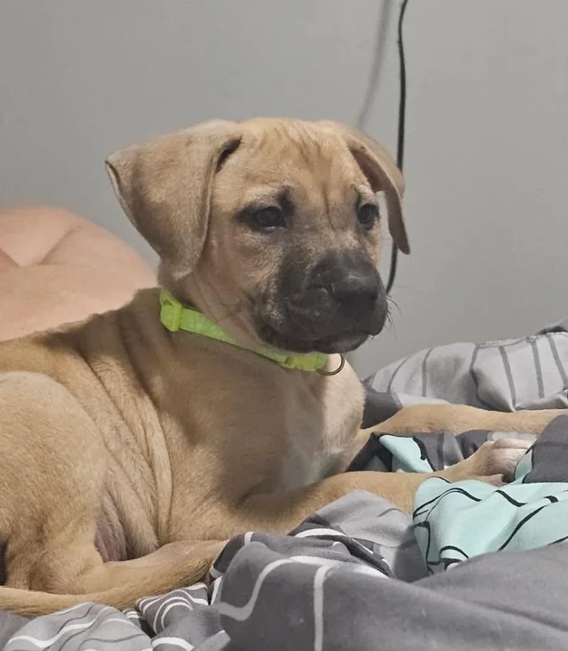 A baby medium-sized male Labrador Retriever dog named Brioche for adoption in New Bern, NC