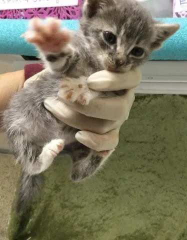 A baby small-sized female Domestic Short Hair cat named Hadassan for adoption in Riverside, CA