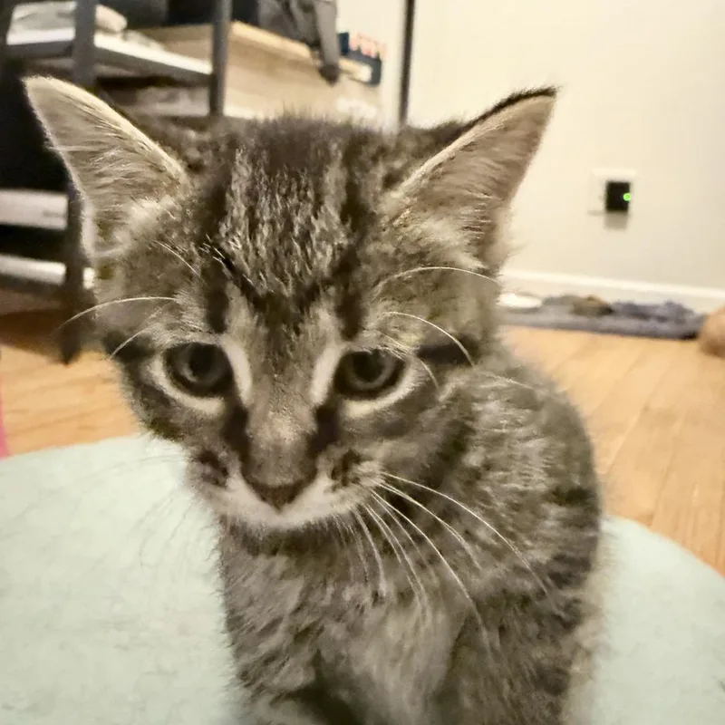 A baby medium-sized female Brown / Chocolate Domestic Short Hair cat named Leia for adoption in La Grange, KY