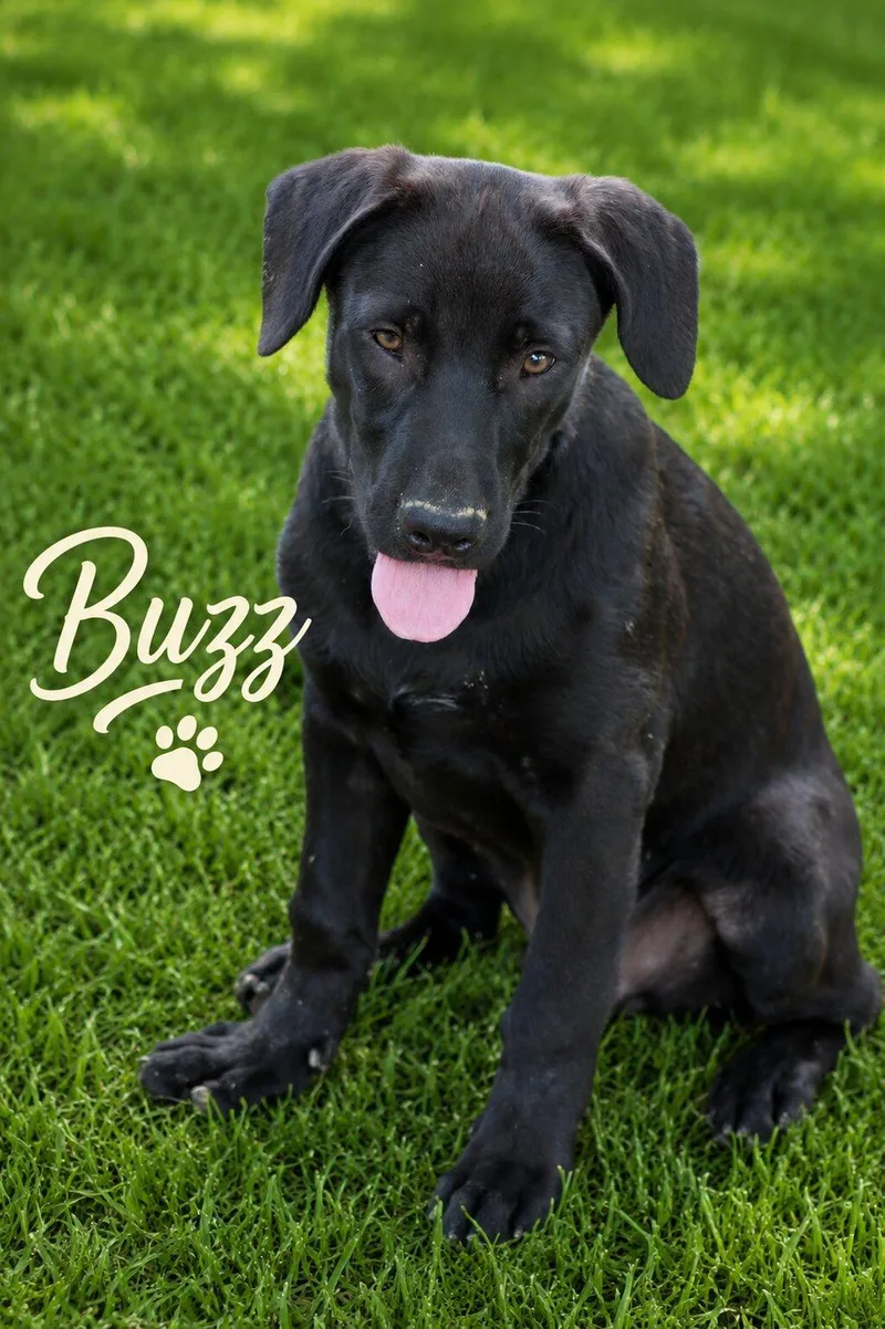 A baby medium-sized male Black Labrador Retriever dog named Buzz for adoption in Willington, CT