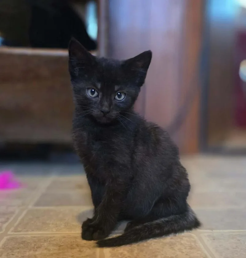 A baby medium-sized male Domestic Short Hair cat named Sable for adoption in Okemah, OK