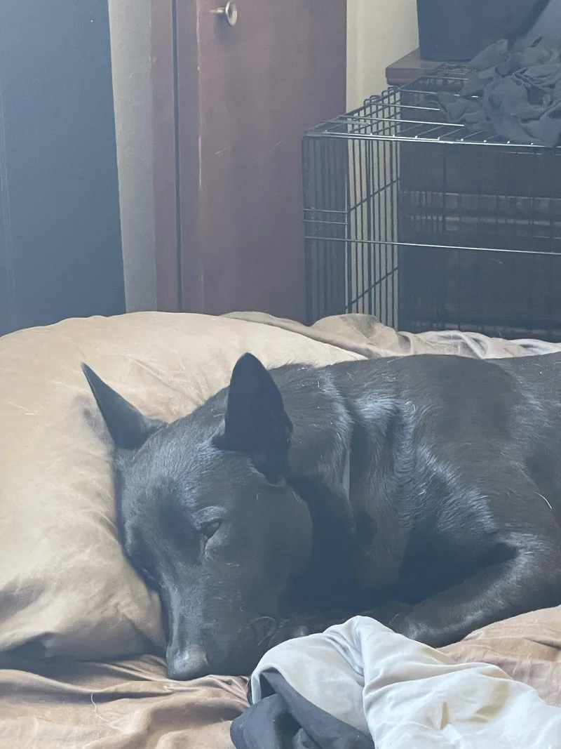 A young large-sized male Black Belgian Shepherd / Malinois dog named Zorro for adoption in Los Osos, CA