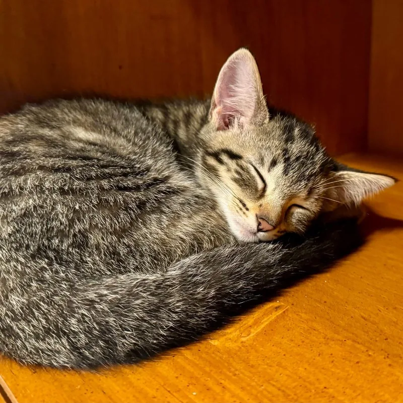 A baby small-sized female Domestic Short Hair cat named Raya for adoption in Cumming, GA
