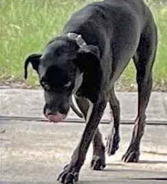 An adult medium-sized male Labrador Retriever dog named Maxwell for adoption in Houston, TX