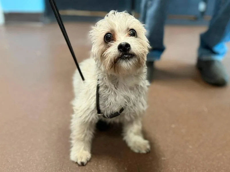 A young medium-sized male Schnauzer dog named Griffon for adoption in Port Jervis, NY