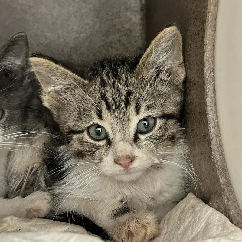 A baby small-sized male Gray / Blue / Silver Domestic Short Hair cat named Scrappy for adoption in Abilene, TX