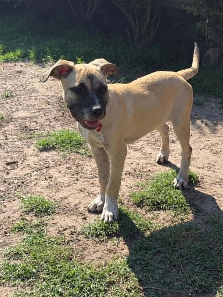 A baby medium-sized female Shepherd dog named Oreo for adoption in Dutton, VA