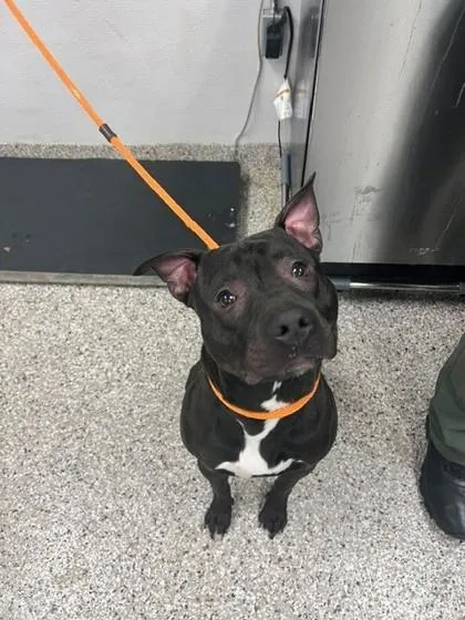 An adult large-sized male Terrier dog named Hank for adoption in Gastonia, NC