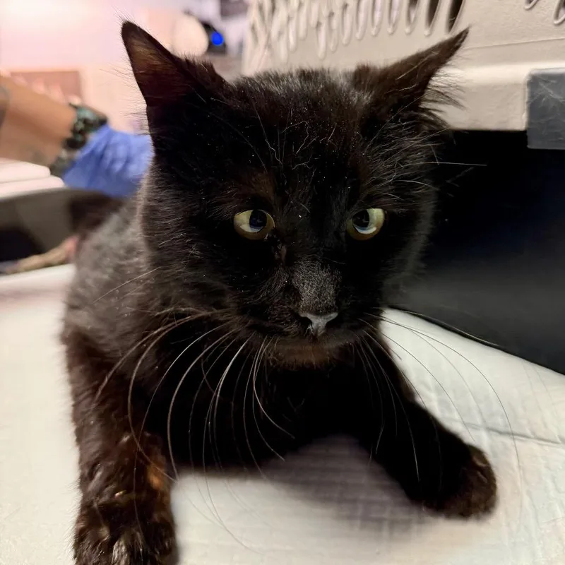 Lightning Bug thumbnail 2