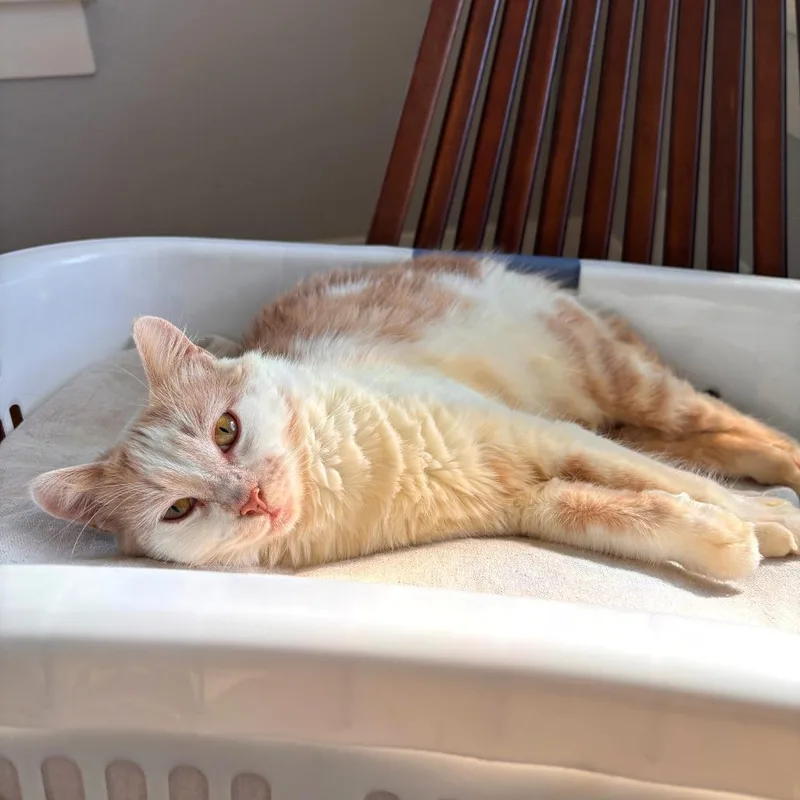 An adult medium-sized female Orange / Red Domestic Short Hair cat named Funky Soul for adoption in Austin, TX