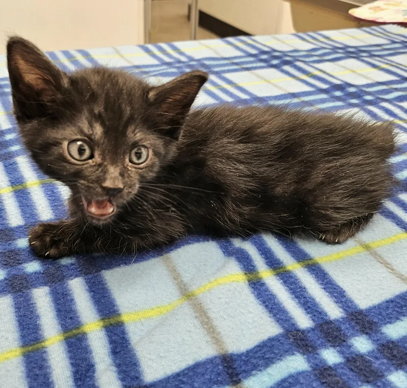 Peppercorn