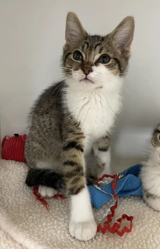 A baby small-sized male Domestic Short Hair cat named Solar for adoption in Jackson, MI