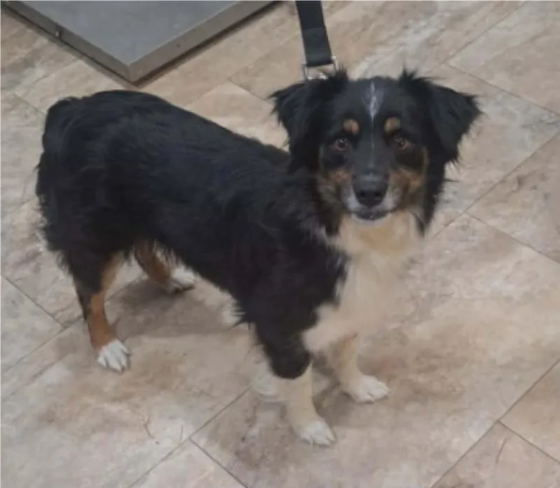 An adult small-sized female Brown / Chocolate Australian Shepherd dog named Bea HW+ for adoption in Sedalia, CO