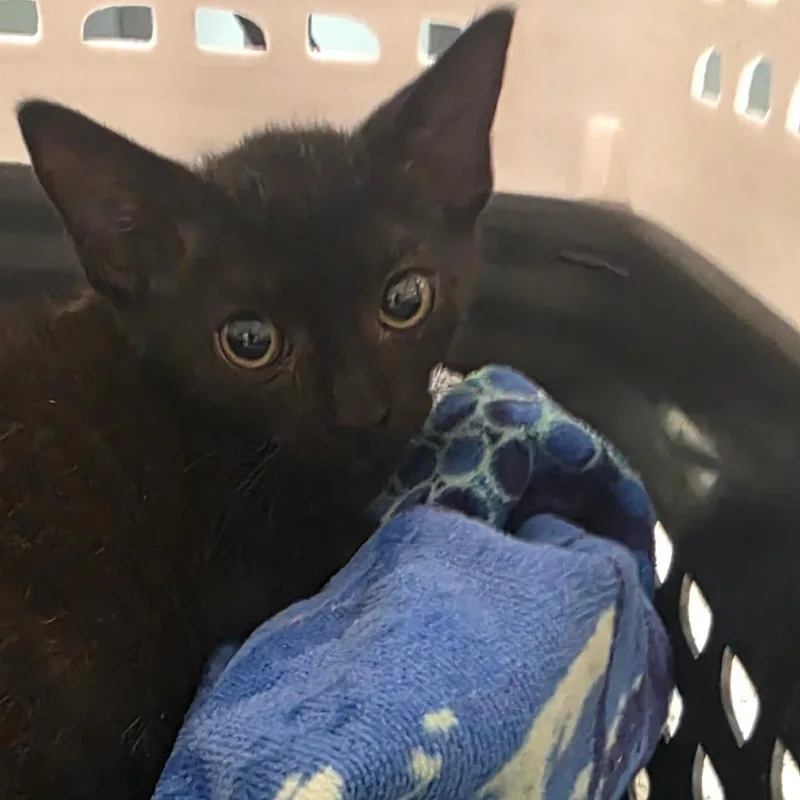 A baby small-sized male Black Domestic Short Hair cat named Iron for adoption in Jacksonville, FL