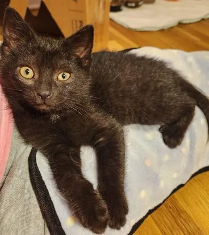 A baby small-sized male Domestic Short Hair cat named Procrastination for adoption in Madison, NJ