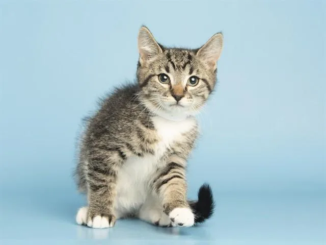A baby small-sized male Domestic Short Hair cat named Buzz for adoption in Phoenix, AZ