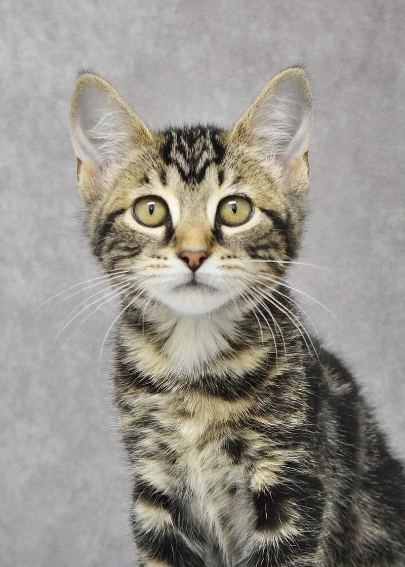 A baby medium-sized female Tabby (Brown / Chocolate) Domestic Short Hair cat named Ankara for adoption in Dublin, CA