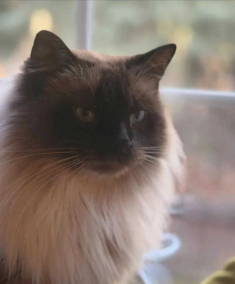 An adult medium-sized male Himalayan cat named Kraglin for adoption in Fairbanks, AK