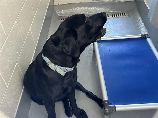 An adult large-sized male Labrador Retriever dog named Loudy for adoption in Ocala, FL