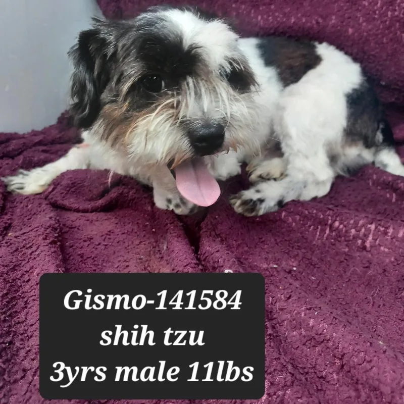 An adult small-sized male Shih Tzu dog named Gismo for adoption in New Tazewell, TN