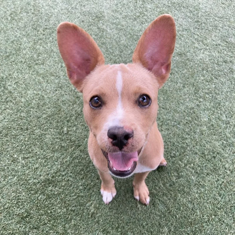 A young small-sized male Terrier dog named Carver for adoption in Long Beach, CA