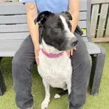 An adult large-sized female Mixed Breed dog named Valkyrie for adoption in Hilliard, OH