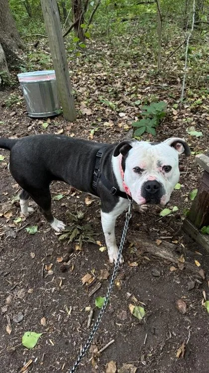 A young extra large-sized female Gray / Blue / Silver American Bulldog dog named Cherry for adoption in Annapolis, MD