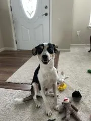A young small-sized male Bicolor Jack Russell Terrier dog named Archie for adoption in Lexington, MO