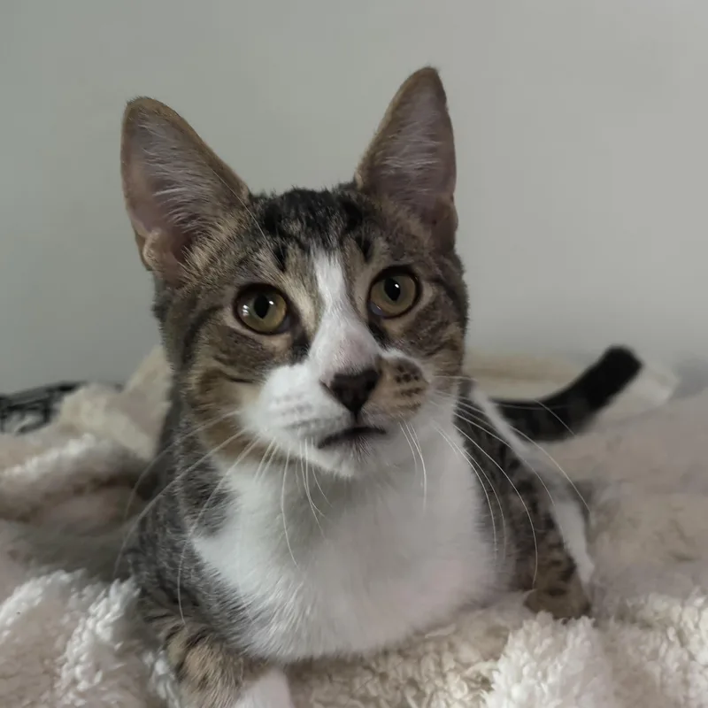A baby medium-sized male Domestic Short Hair cat named Freckles Purring for adoption in Sugar Land, TX