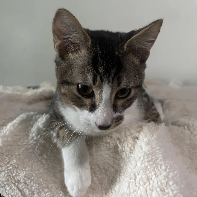 Freckles  Purring  thumbnail 5