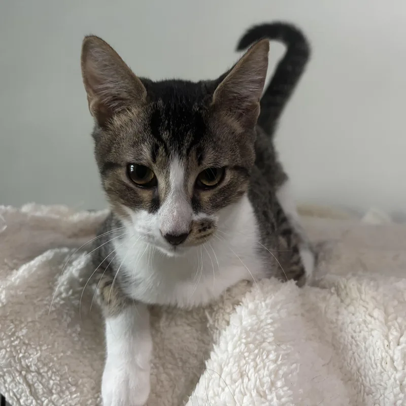 Freckles  Purring  thumbnail 6