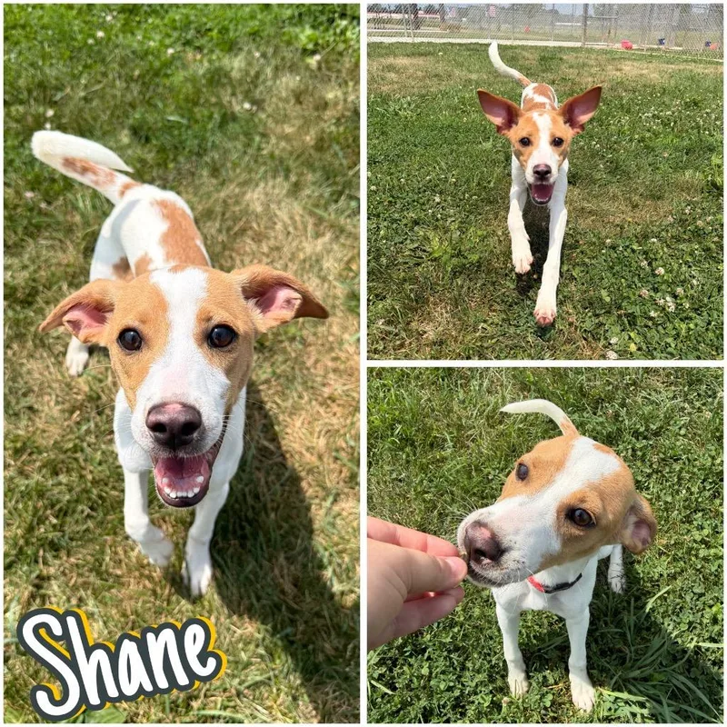 Shane