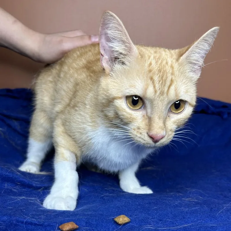 A young medium-sized female Orange / Red Domestic Short Hair cat named Livy for adoption in San Antonio, TX