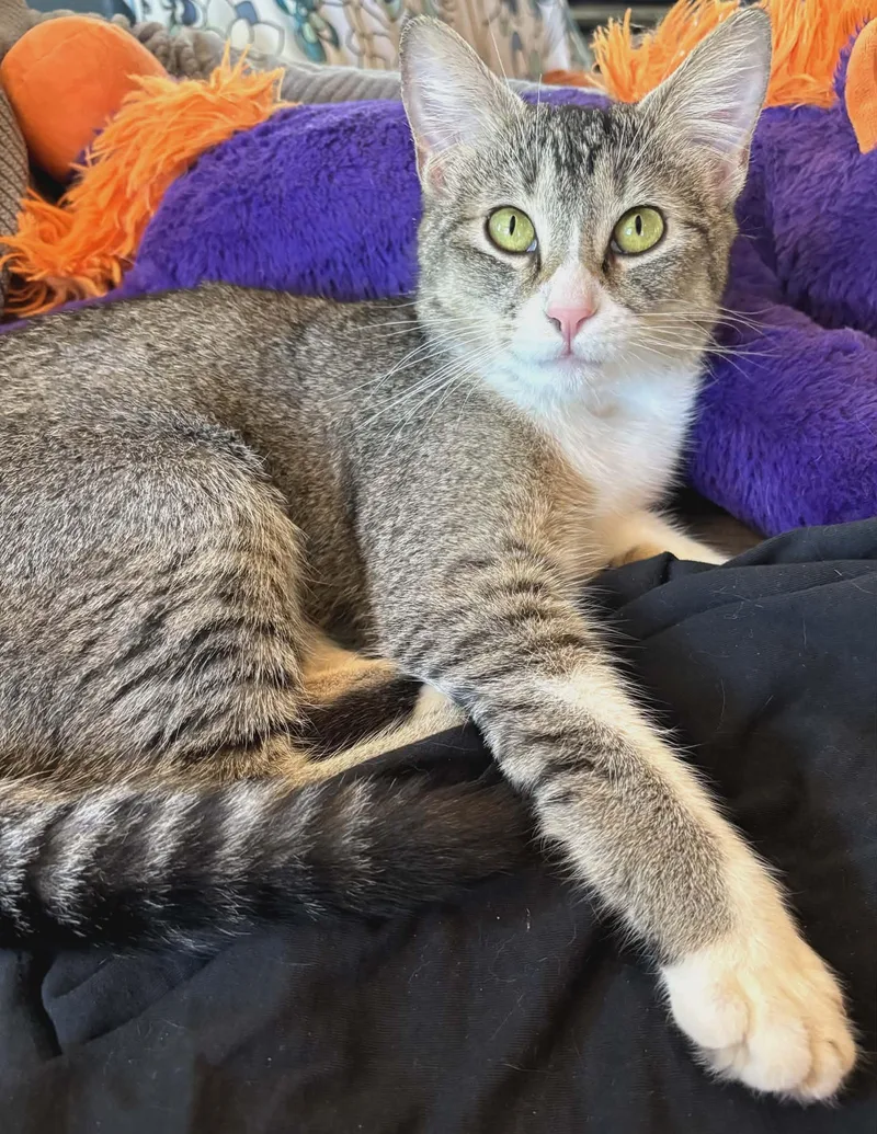 An adult medium-sized female Domestic Short Hair cat named Linda Cat No Name for adoption in Snyder, TX