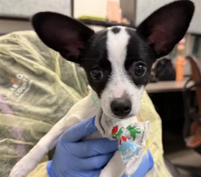 Chiquita