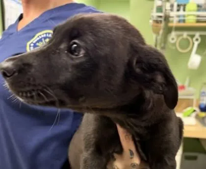 A young large-sized female Labrador Retriever dog named Stormy for adoption in Kansas City, MO