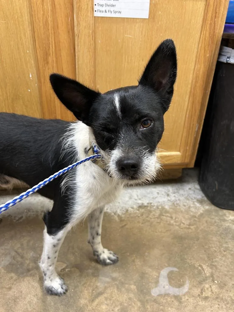 An adult small-sized male Terrier dog named Clyde for adoption in Lockhart, TX