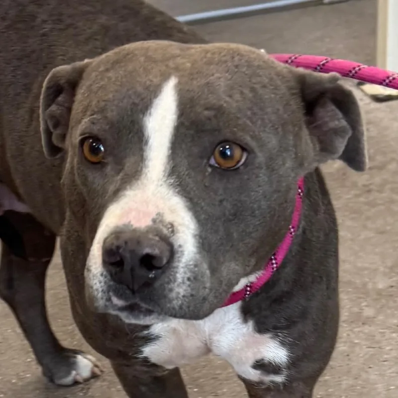 An adult medium-sized female Brown / Chocolate Mixed Breed dog named Duchess for adoption in Las Cruces, NM