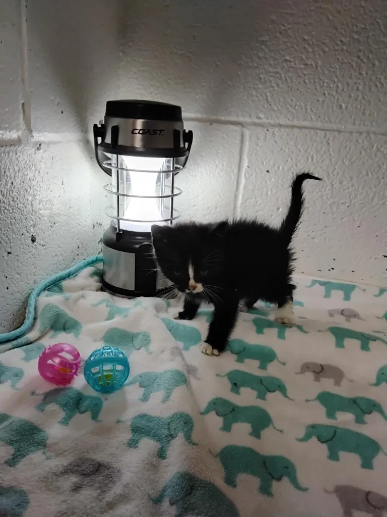 A baby medium-sized male Domestic Short Hair cat named Moo for adoption in Ada, OK