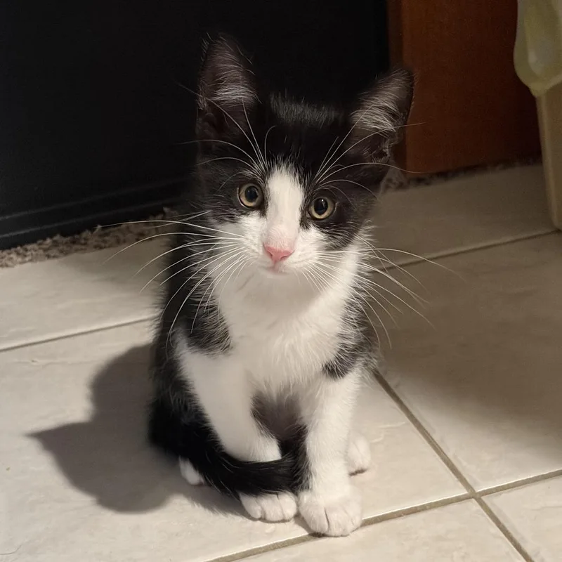 A baby small-sized female Black Domestic Medium Hair cat named Punkin Pie C for adoption in Princeton, MN