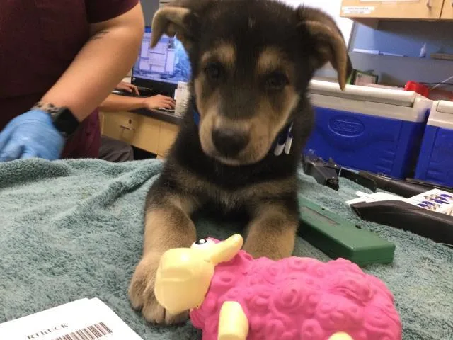 A baby small-sized male Shepherd dog named Chub for adoption in Riverside, CA